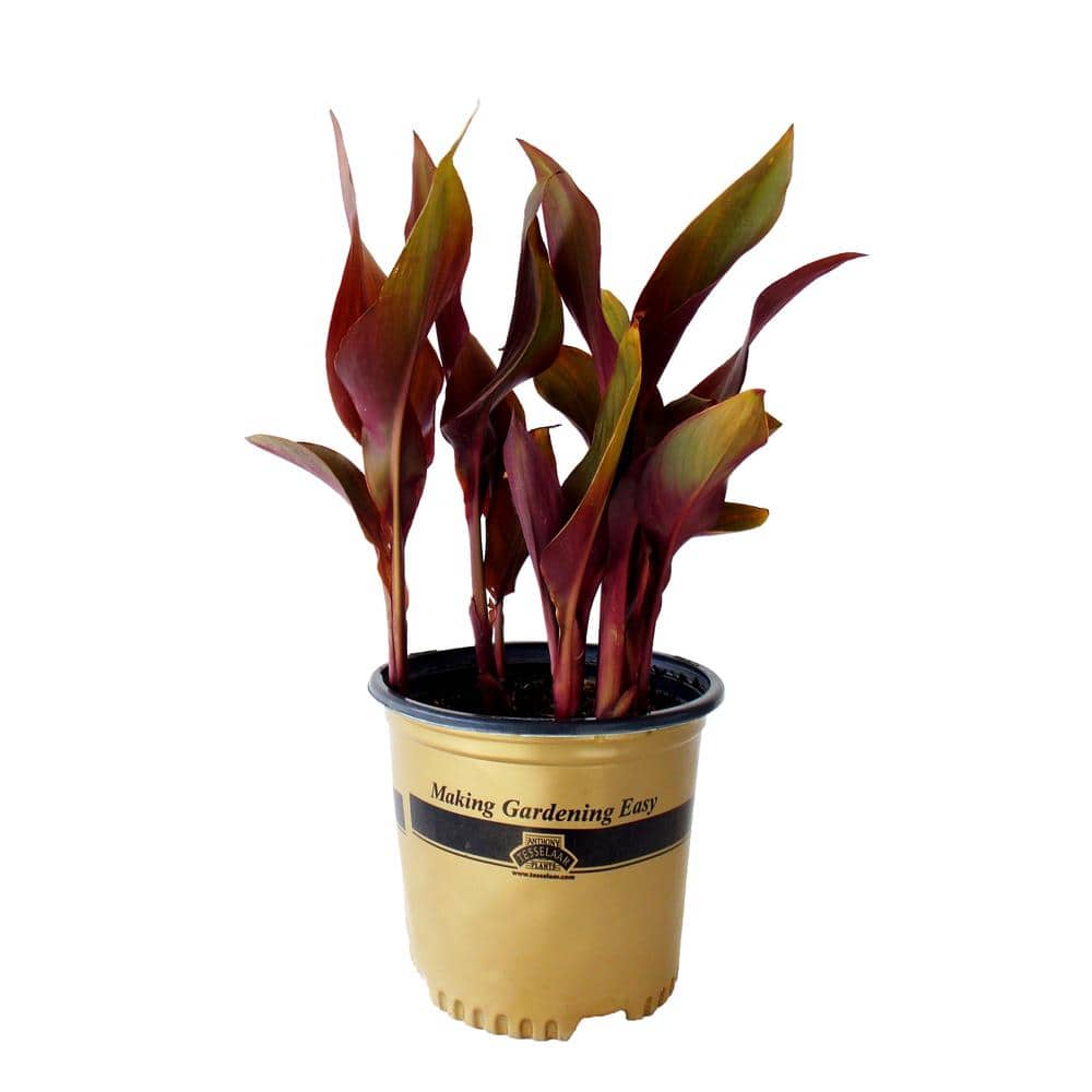 8 in. Black Canna Lily Plant – Perennial - Hercitys