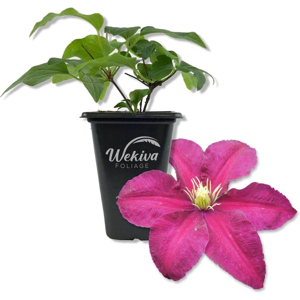 Clematis Niobe-Live Starter Plant in a 2 Inch Growers Pot-Starter Plants Ready for The Garden - Hercitys