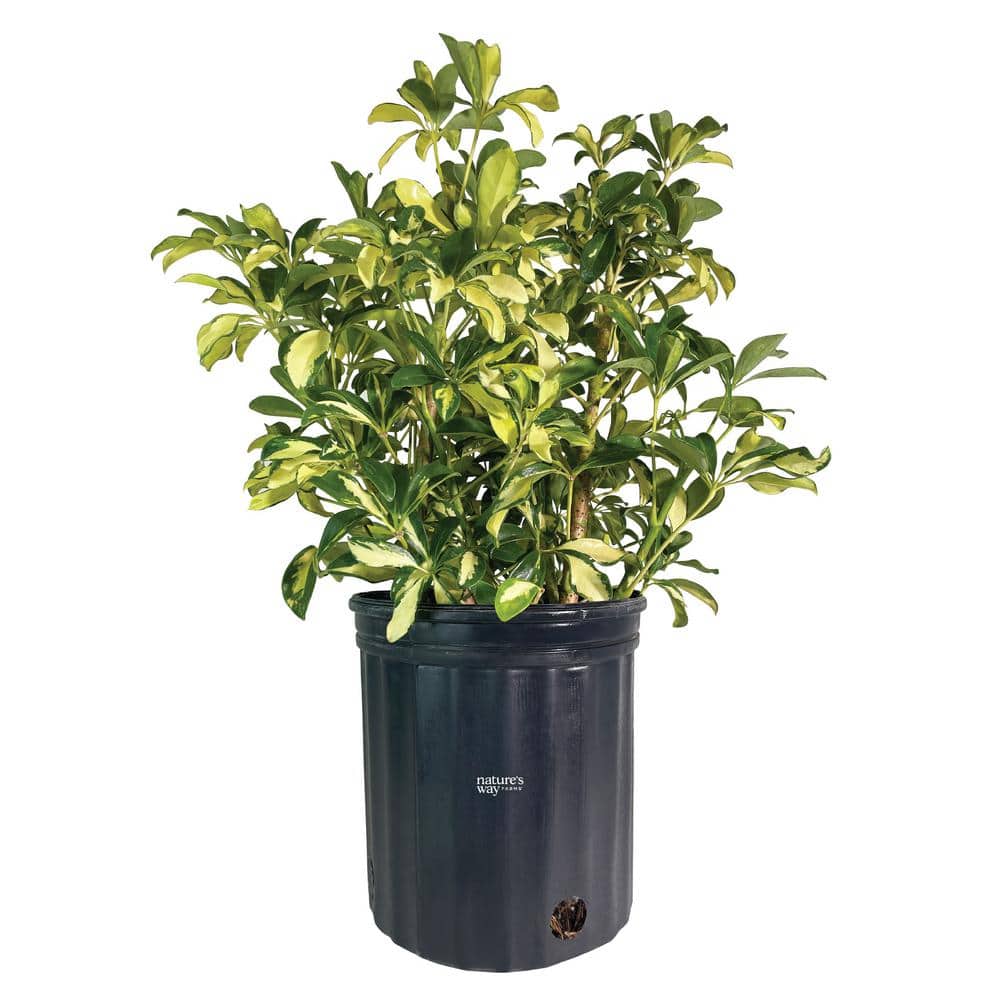 Arboricola Trinette Live Outdoor Plant in Growers Pot Average Shipping Height 2-3 Ft. Tall - Hercitys