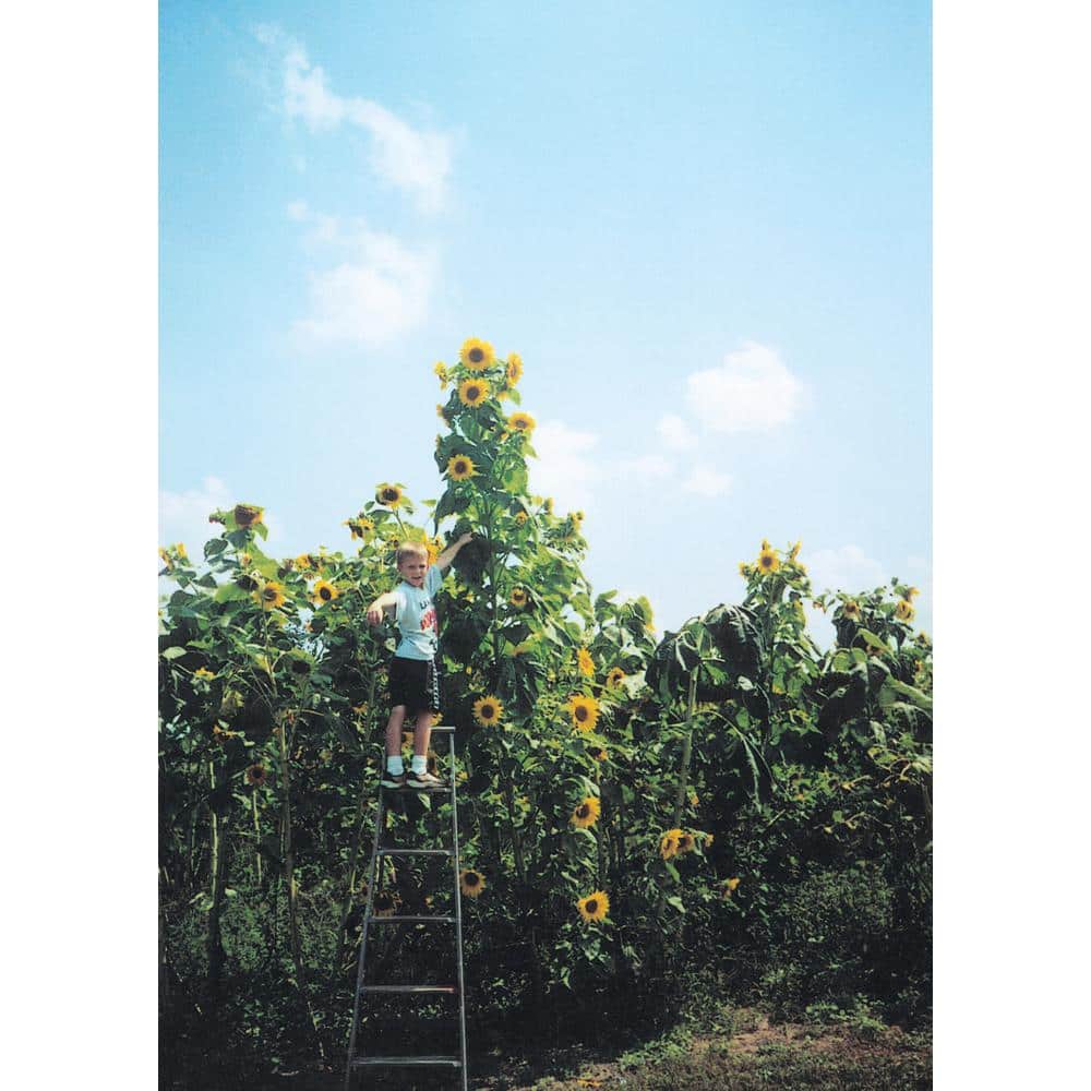 Sunflower Skyscraper, Bright Yellow Flowers (1 oz. Seed Packet) - Hercitys
