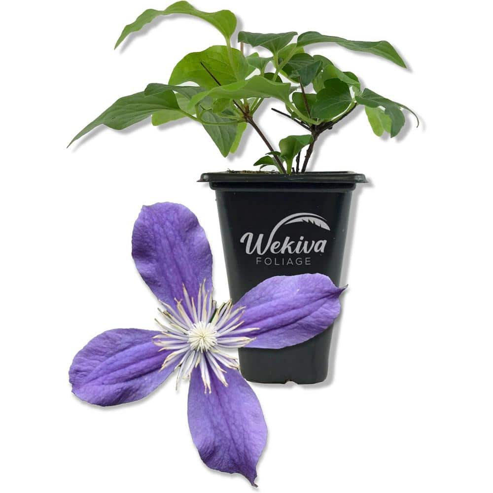 Clematis Arabella-Live Starter Plant in a 2 Inch Growers Pot-Starter Plants Ready for The Garden - Hercitys