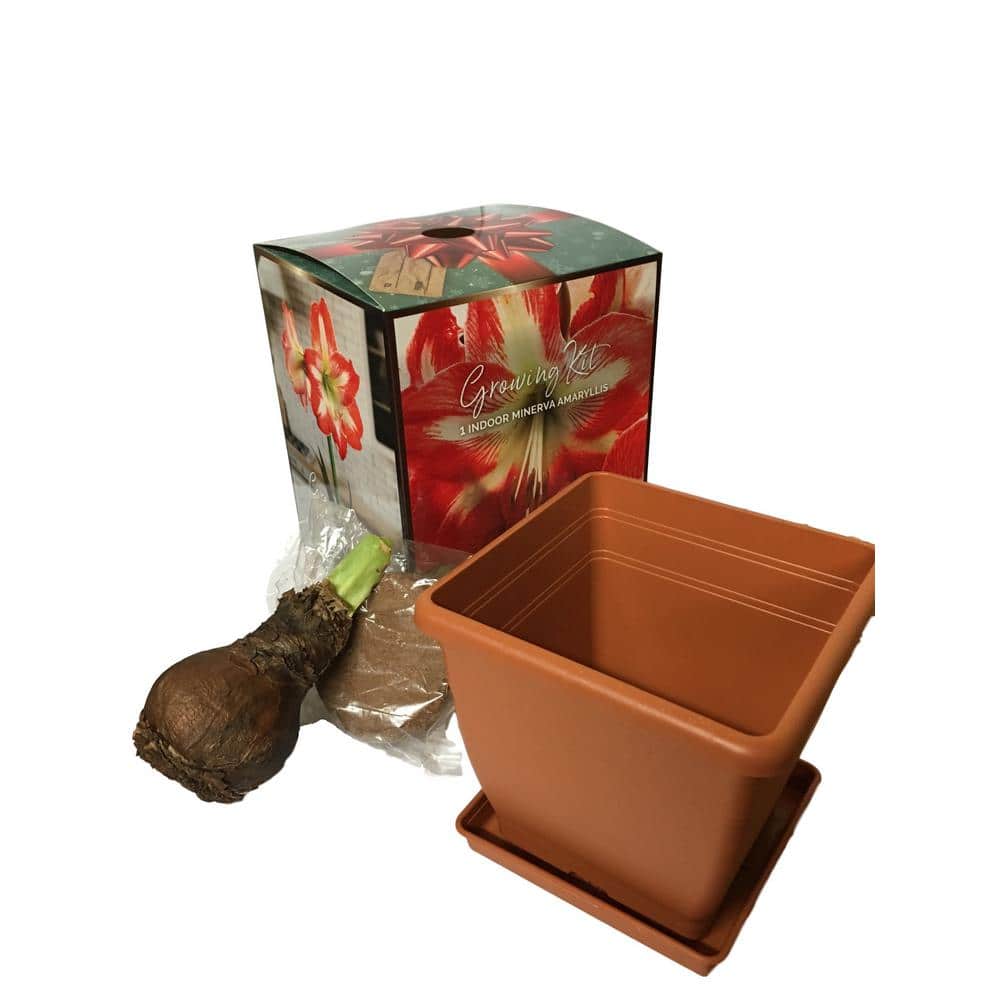 Minerva Amaryllis Planting Box Kit - Hercitys