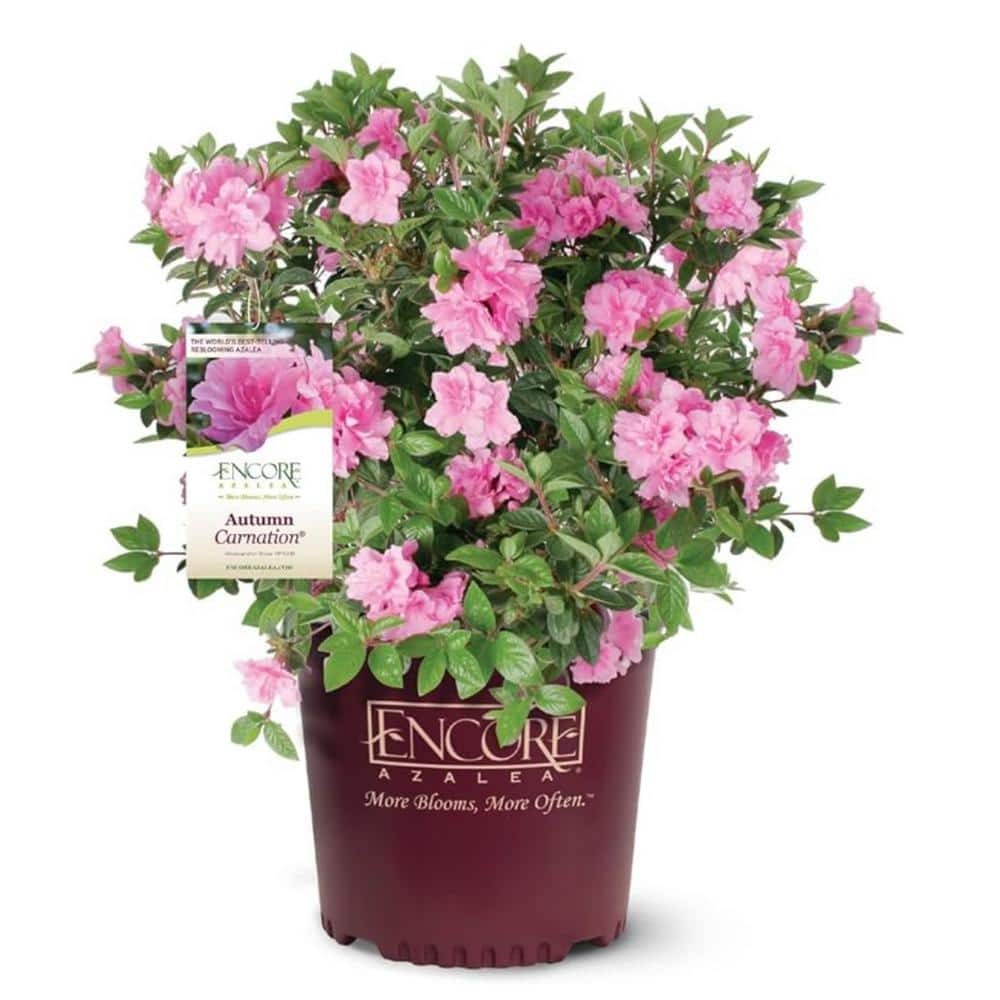 Azalea Encore Autumn Carnation 3 Gal. Azalea Shrub with Ruffled Pink Reblooming Flowers - Hercitys