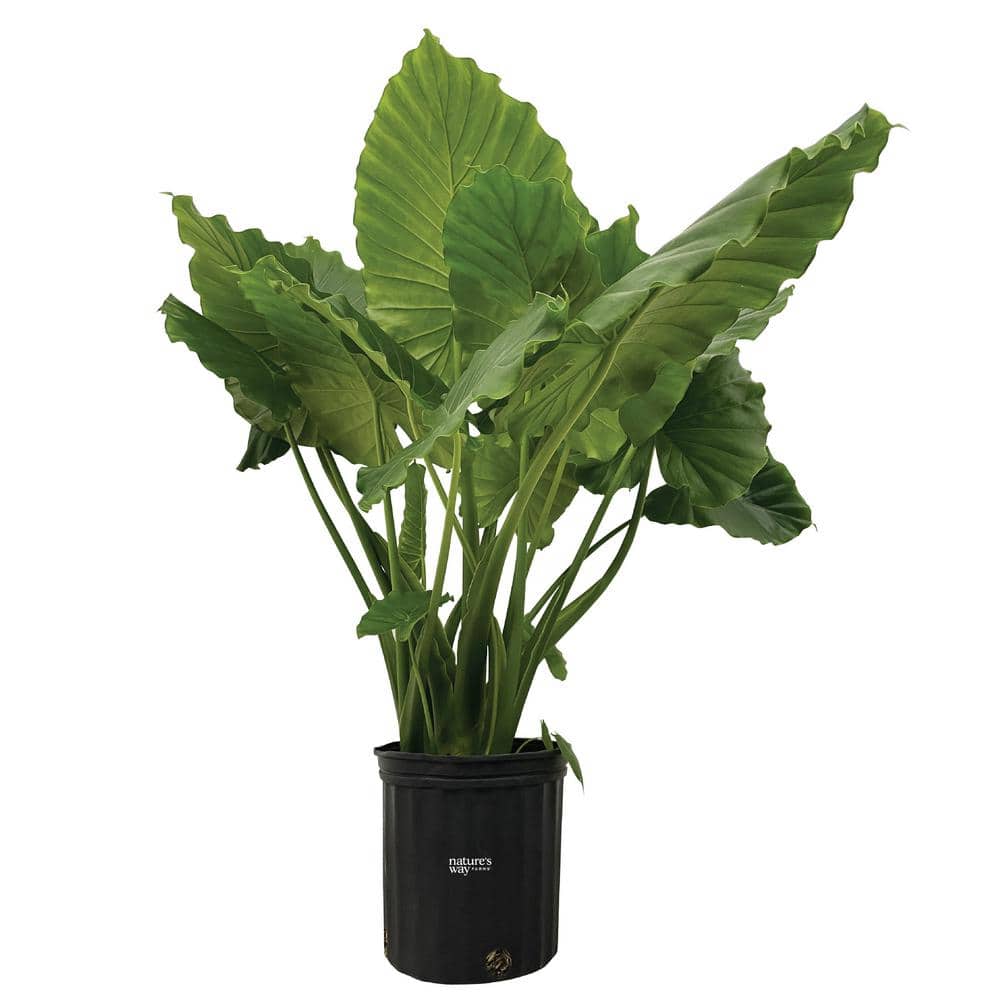 Alocasia California Live Outdoor Plant in Growers Pot Average Shipping Height 2-3 Ft. Tall - Hercitys