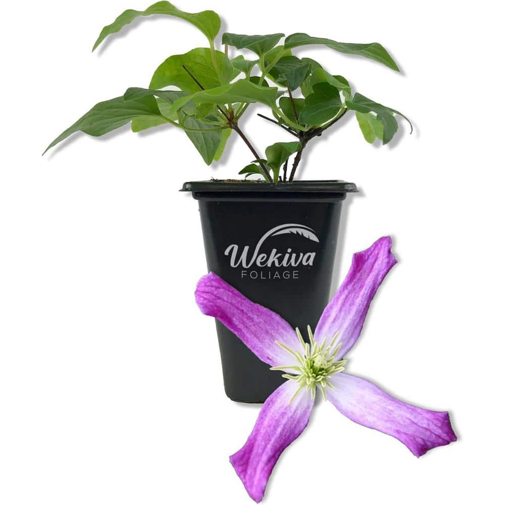 Clematis Triternata Rubromarginata-Live Starter Plant in a 2 Inch Growers Pot-Starter Plants-Rare Clematis - Hercitys