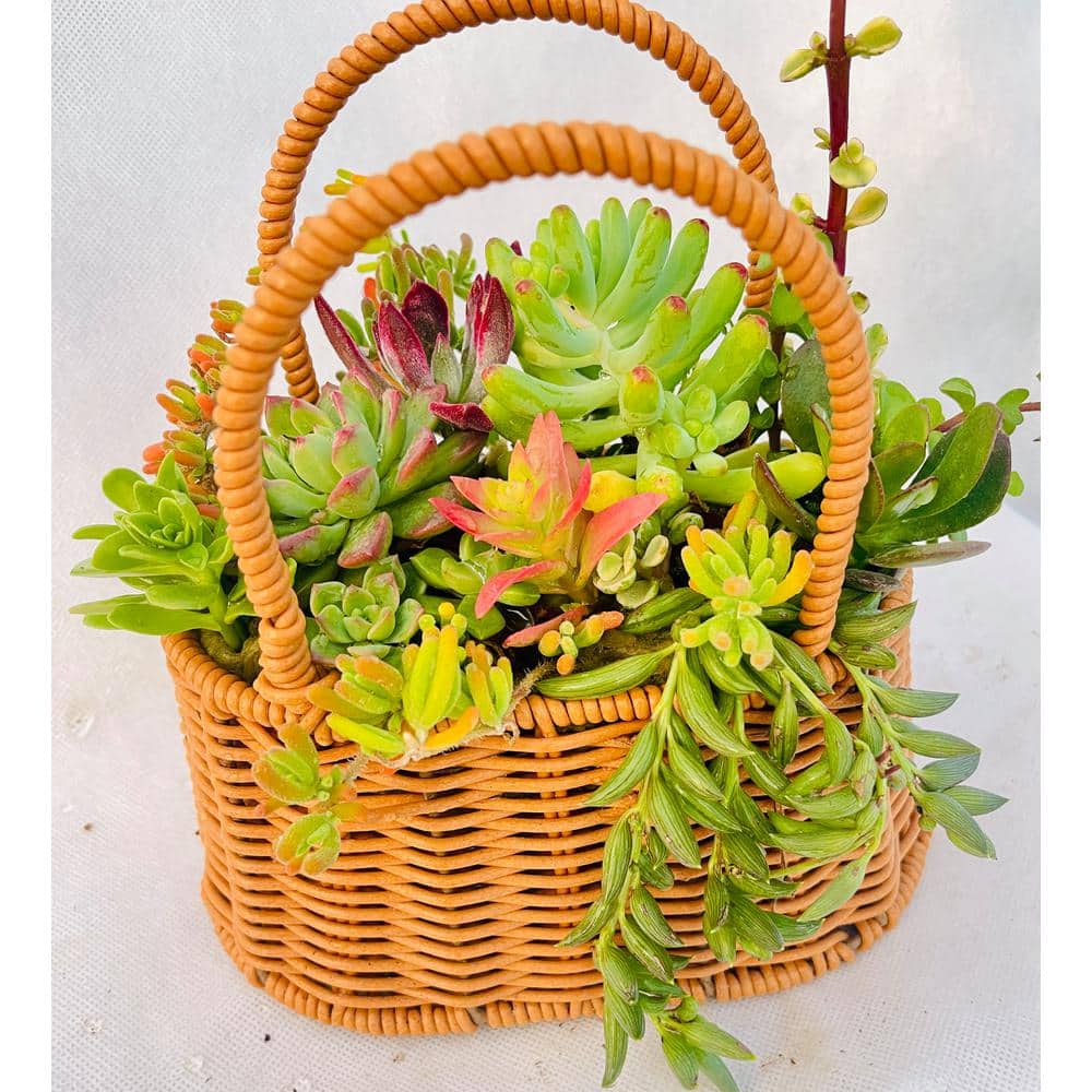 Wicker 7.5 in. x 5 in. Soil-less Succulent Plant Flower Handbag Basket, Beautiful Lightweight Collection of Succulents - Hercitys