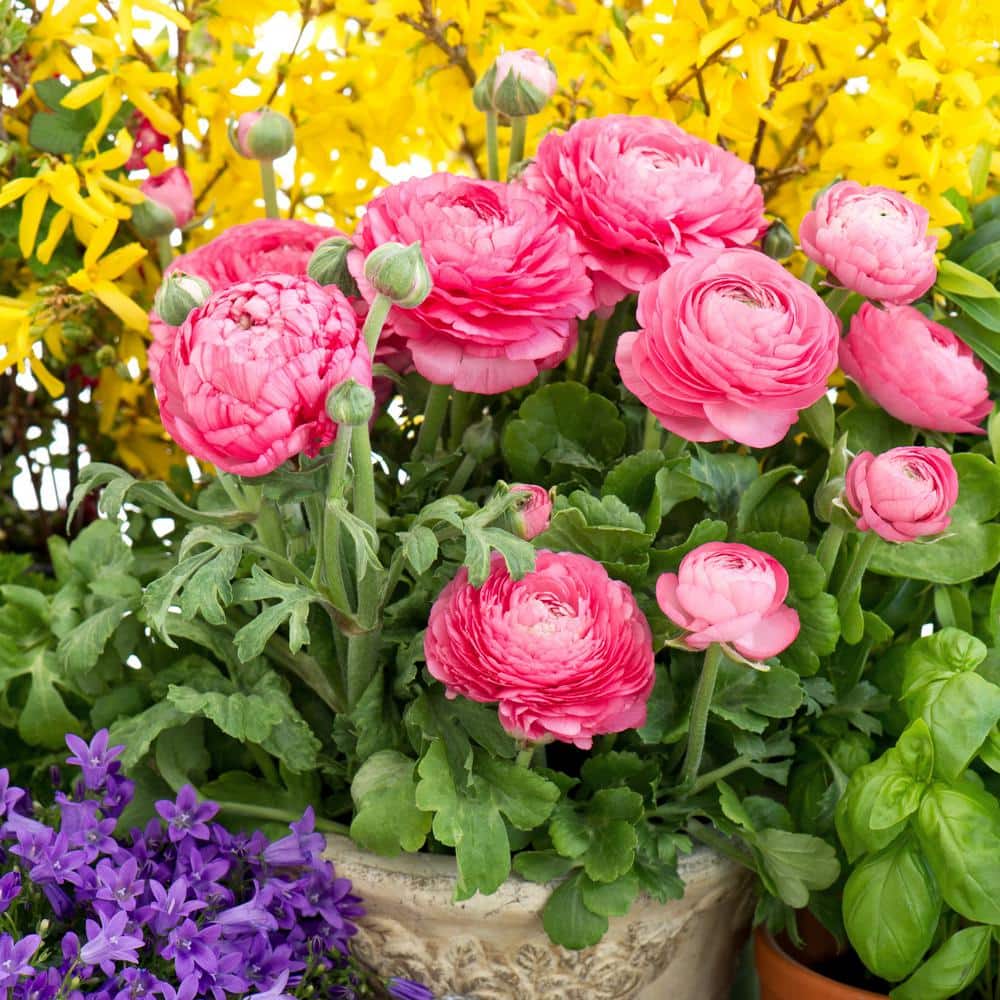 Pink Peony Ranunculus Plant Bulb Kit - Hercitys