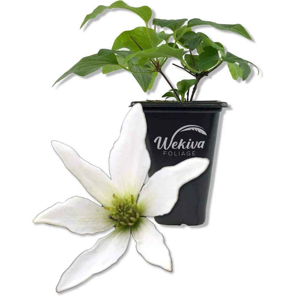 Clematis Sweet Autumn Paniculata-Live Starter Plant in a 2 Inch Growers Pot-Starter Plants Ready for The Garden - Hercitys