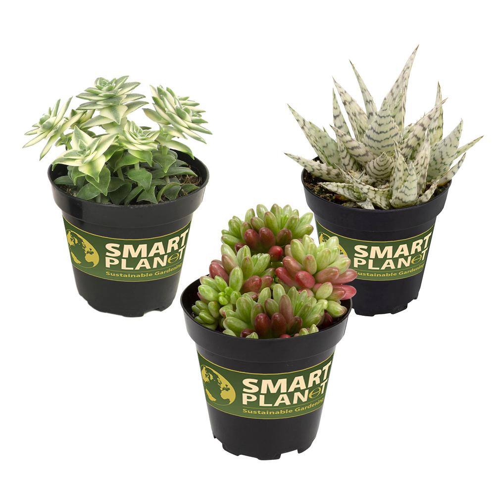Variegated Succulent House Plant 3-Pack (Echeveria, Calico Kitten, Aloe, Sedum) in 3.5 in. Grower Pots Non-Flowering - Hercitys