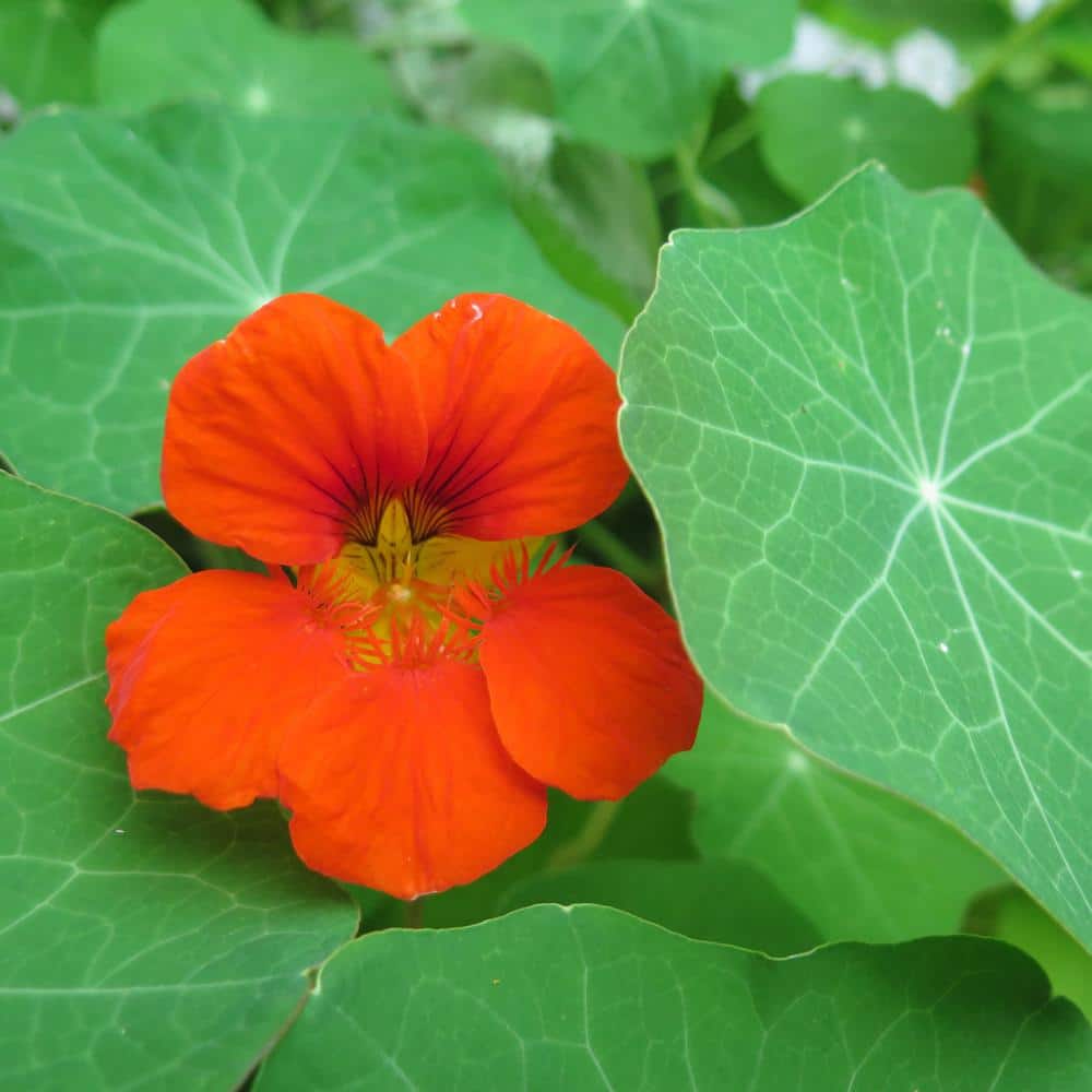 Bag O’Blooms Nasturtium, DIY Seed Kit (1-Packet), Assorted Flowers - Hercitys