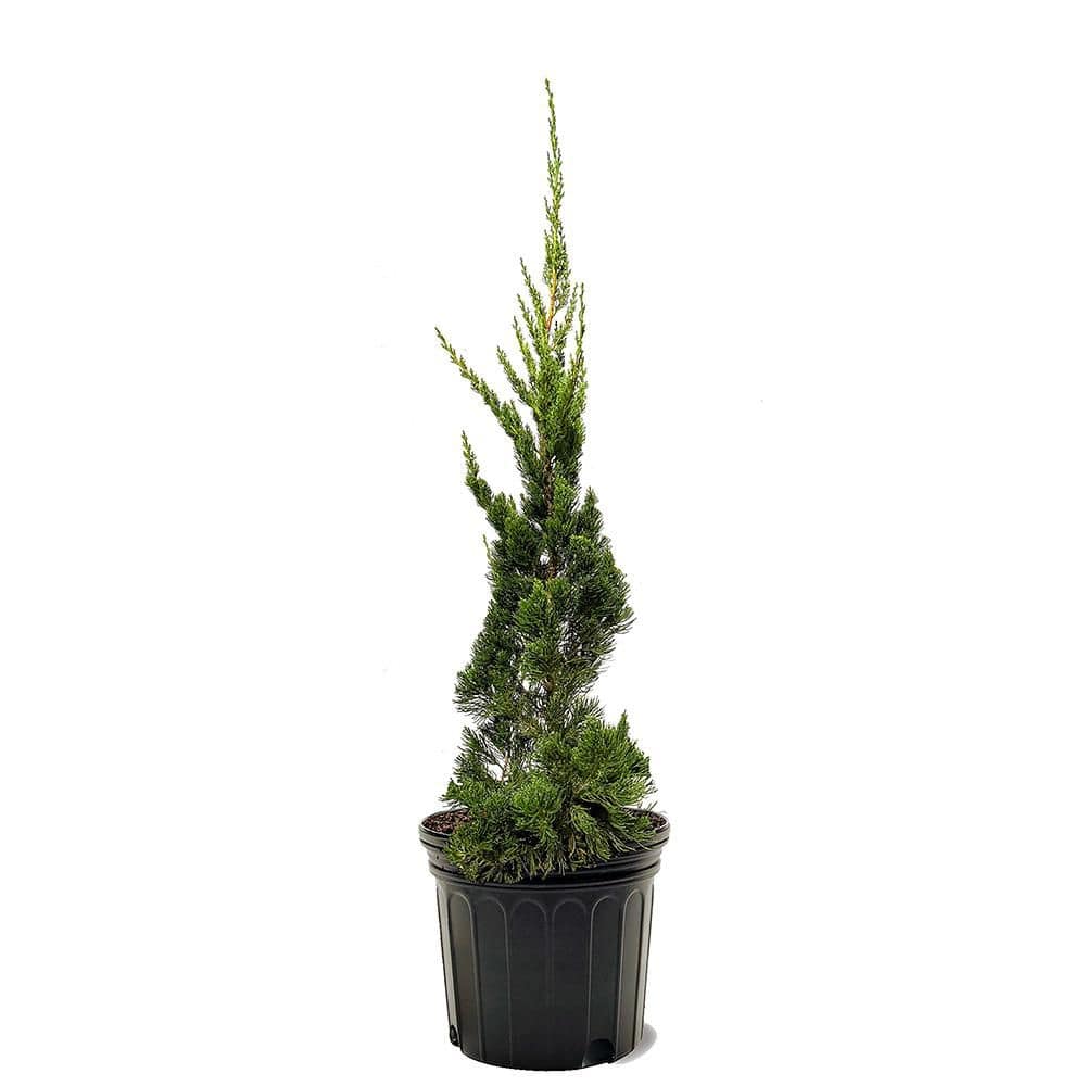7 Gal. Juniper Hollywood Evergreen - Hercitys