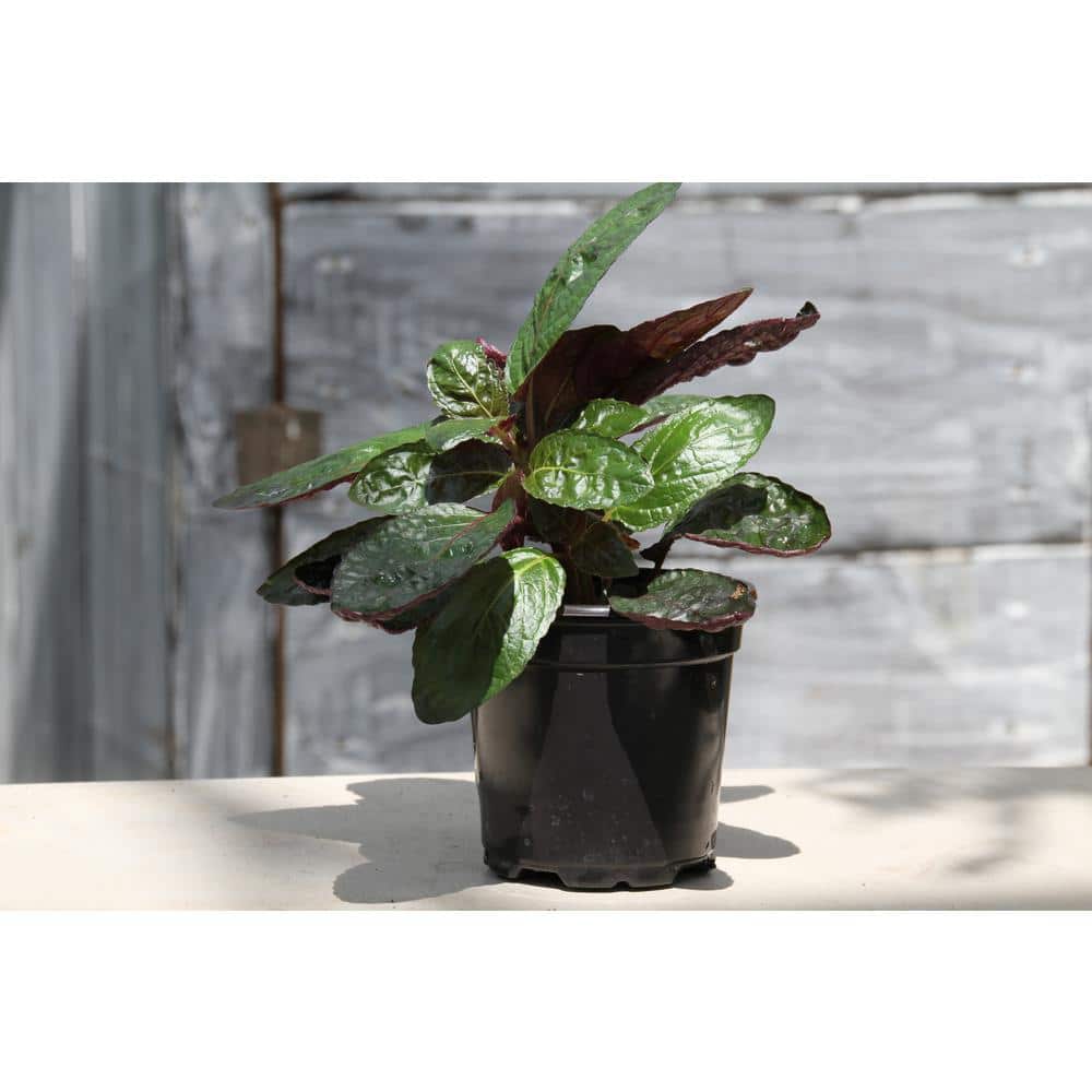 Purple Waffle Plant – Live Plant in a 4 in. Pot – Hemigraphis Alternata – Rare and Elegant Indoor Houseplant - Hercitys
