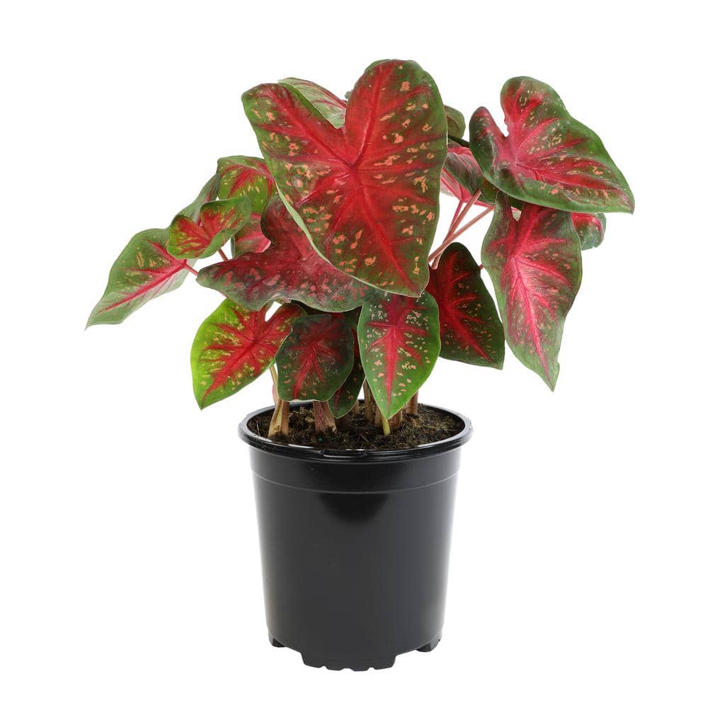 Red and Green Caladium Strap Leaf Outdoor Garden Annual Plant in 2.5 qt. Grower Pot - Hercitys