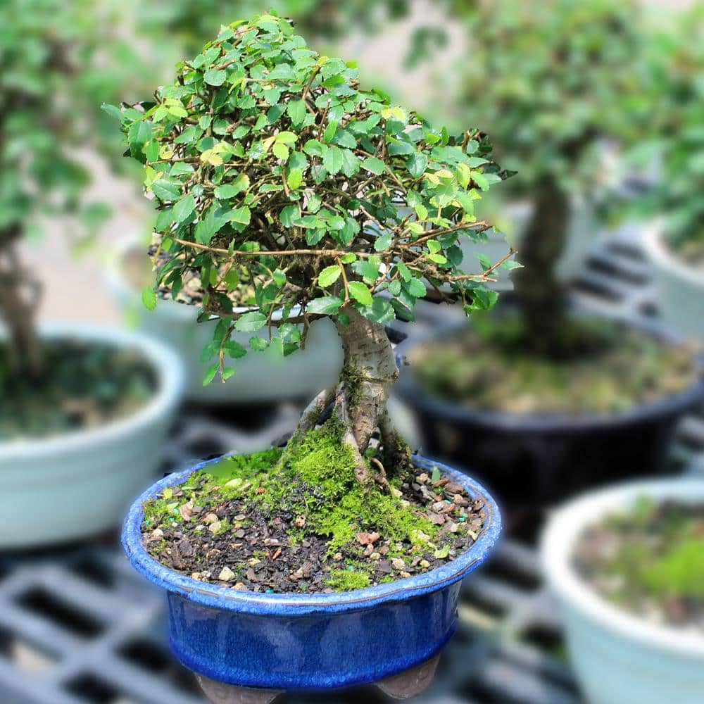 Chinese Elm Tree Root Appearing Small - Hercitys