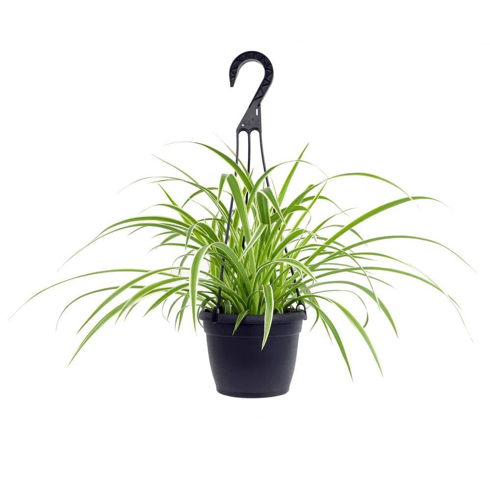 6 in. Spider Plant In Hanging Basket (Chlorophytum) - Hercitys