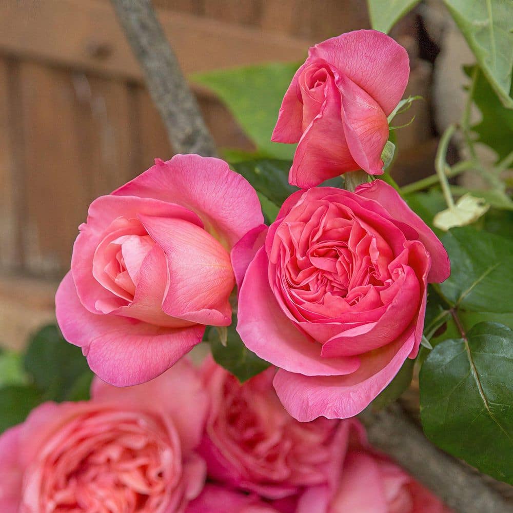 Bareroot Scentables Sweet Mademoiselle Hybrid Tea Rose Bush with Peachy-Pink Flowers (2-Pack) - Hercitys