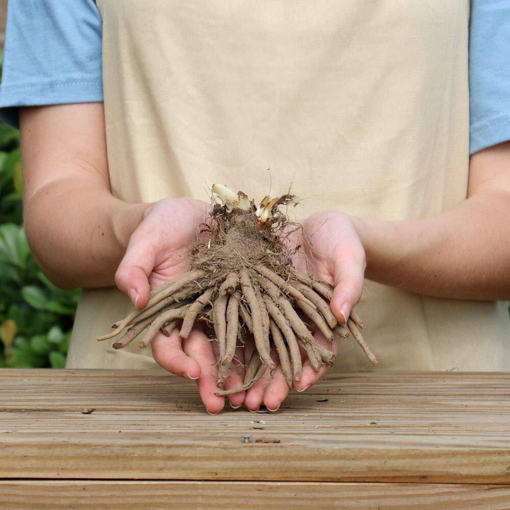 Bare Root Daylily Garden Show (3-Pack) - Hercitys