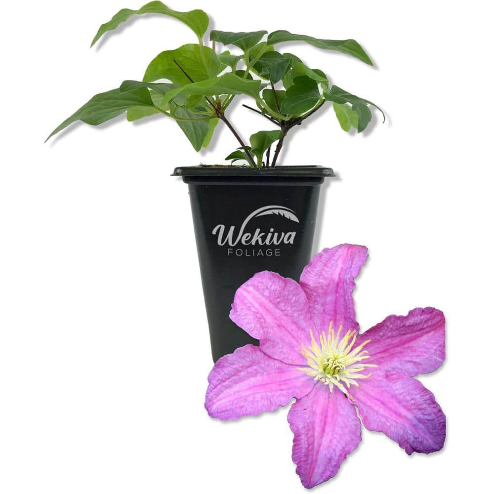 Clematis Comtesse De Bouchaud-Live Starter Plant in a 2 Inch Growers Pot-Starter Plants Ready for The Garden - Hercitys