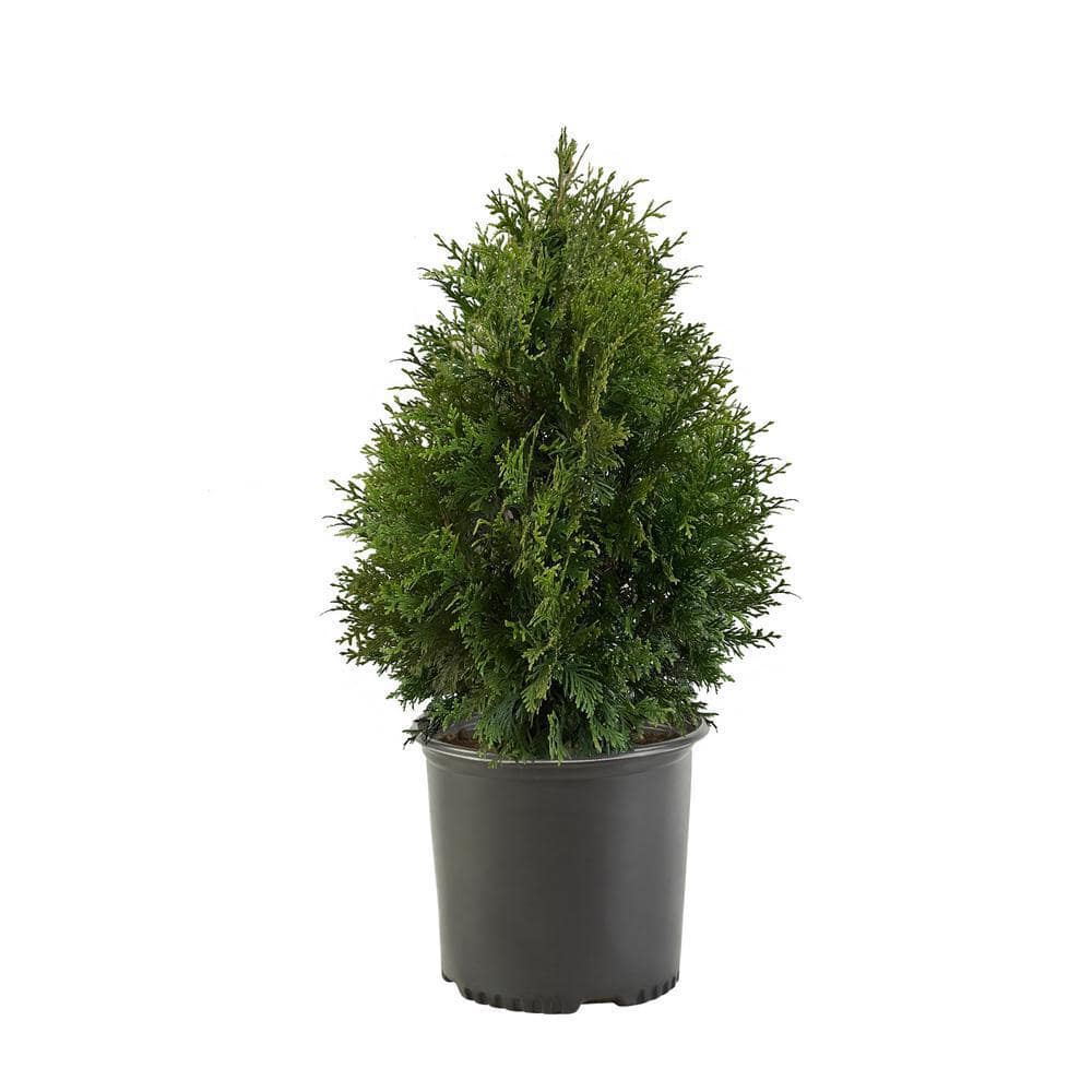 7 Gal. Green Giant Arborvitae (Thuja) Live Evergreen Shrub - Hercitys