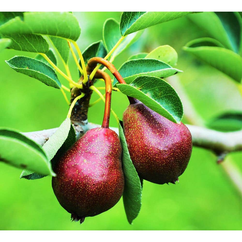 Dwarf Seckel Sugar Pear Tree – Perfectly Snack-Sized Tiny Sweet Pears (Bare-Root, 3 ft. to 4 ft. Tall, 2-Years Old) - Hercitys