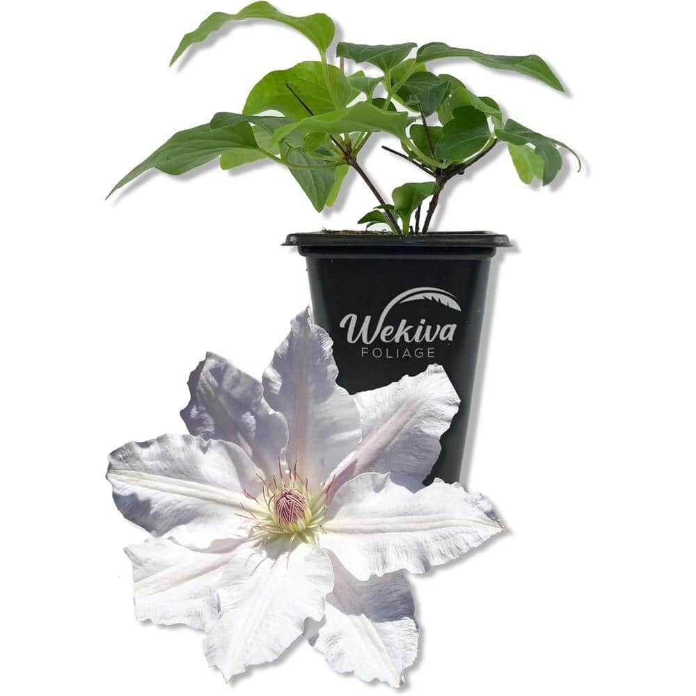 Clematis Hyde Hall-2 Live Starter Plants in 2 Inch Growers Pots-Starter Plants Ready for The Garden - Hercitys