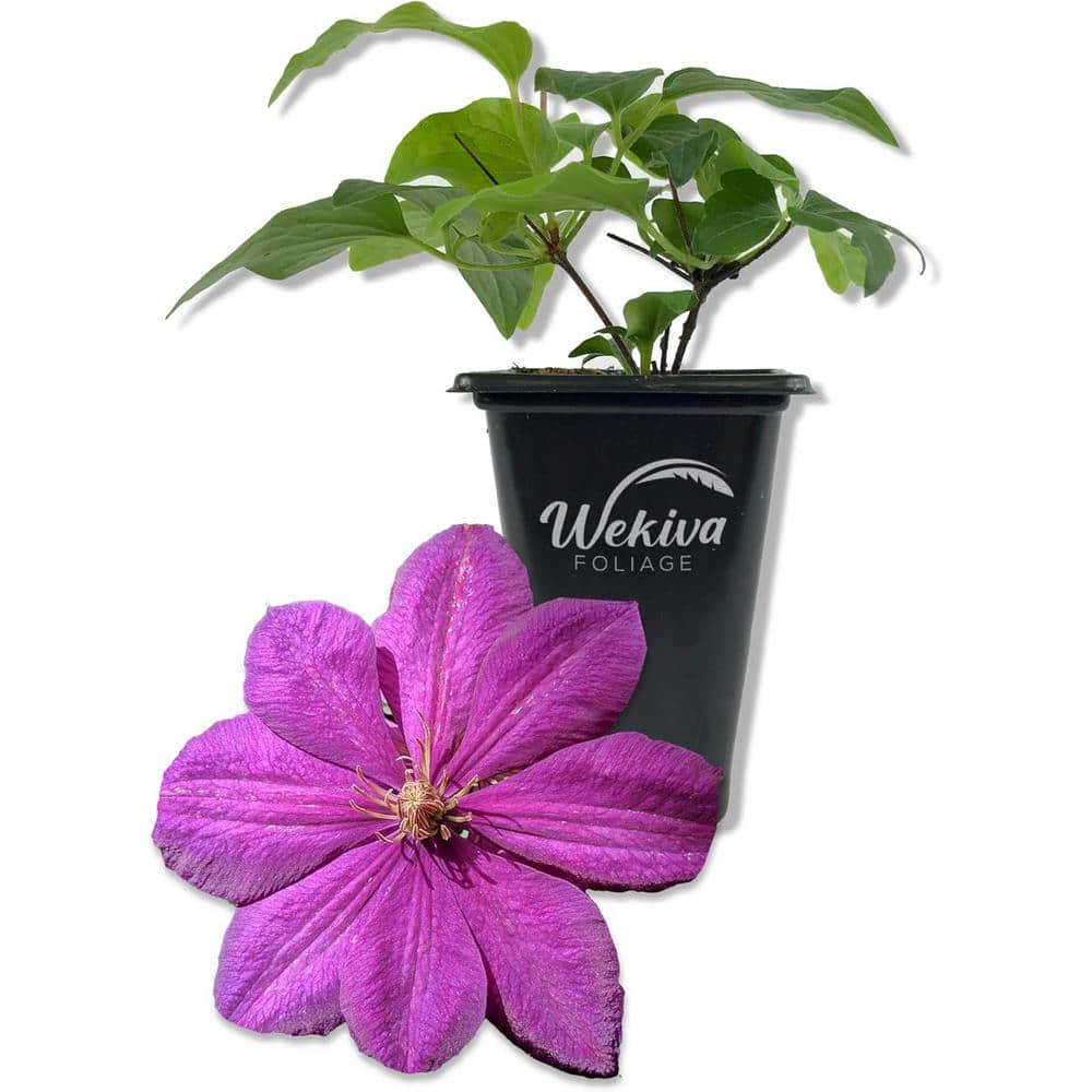 Clematis Perrins Pride-Live Starter Plant in a 2 Inch Growers Pot-Starter Plants Ready for The Garden - Hercitys