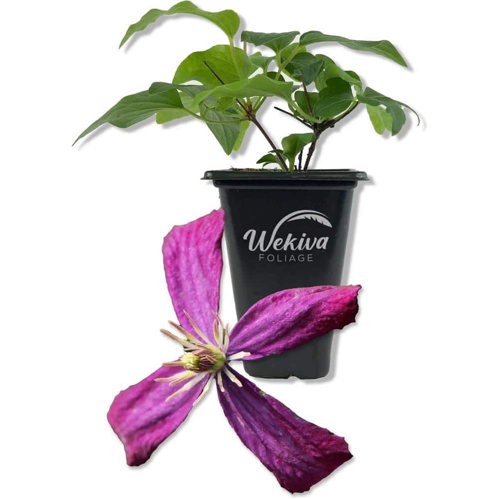 Clematis Sweet Summer Love-Live Starter Plant in a 2 Inch Growers Pot-Starter Plants Ready for The Garden - Hercitys