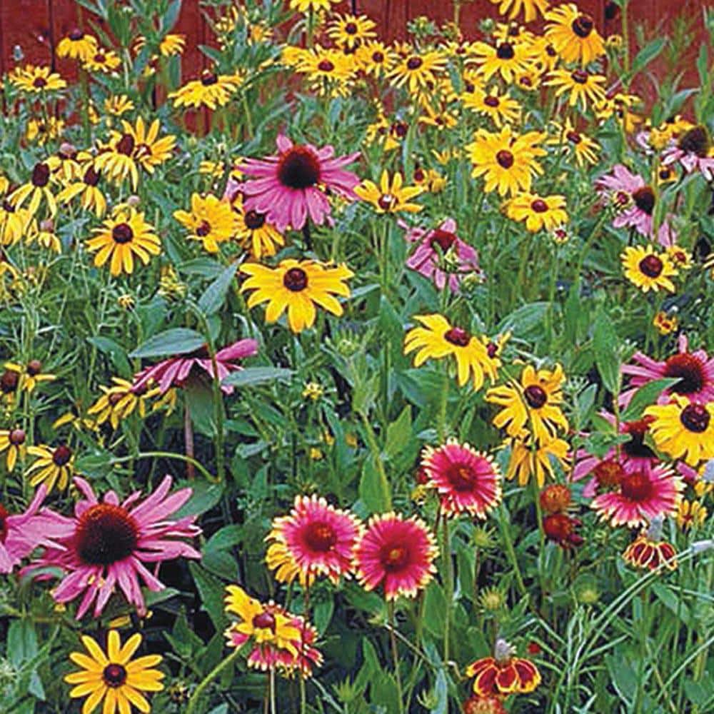 Perennial Native Wildflower Mix, Multipler Varieties with Many Colors (0.50 oz. Seed Packet) - Hercitys