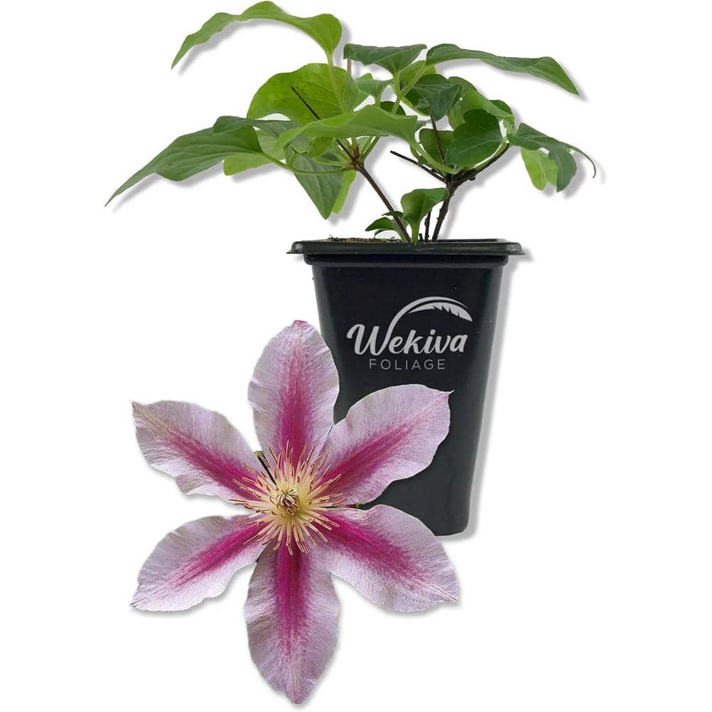 Clematis Piilu Little Duckling-Live Starter Plant-Starter Plants-Beautiful Violet and Pink Flowering Vine - Hercitys