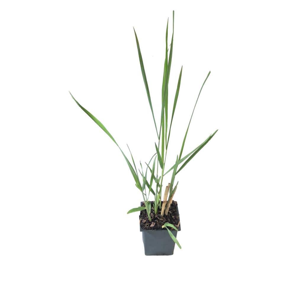 Northwind Switch Grass 3 Total Plants in 3 Separate 4 in. Pot - Hercitys