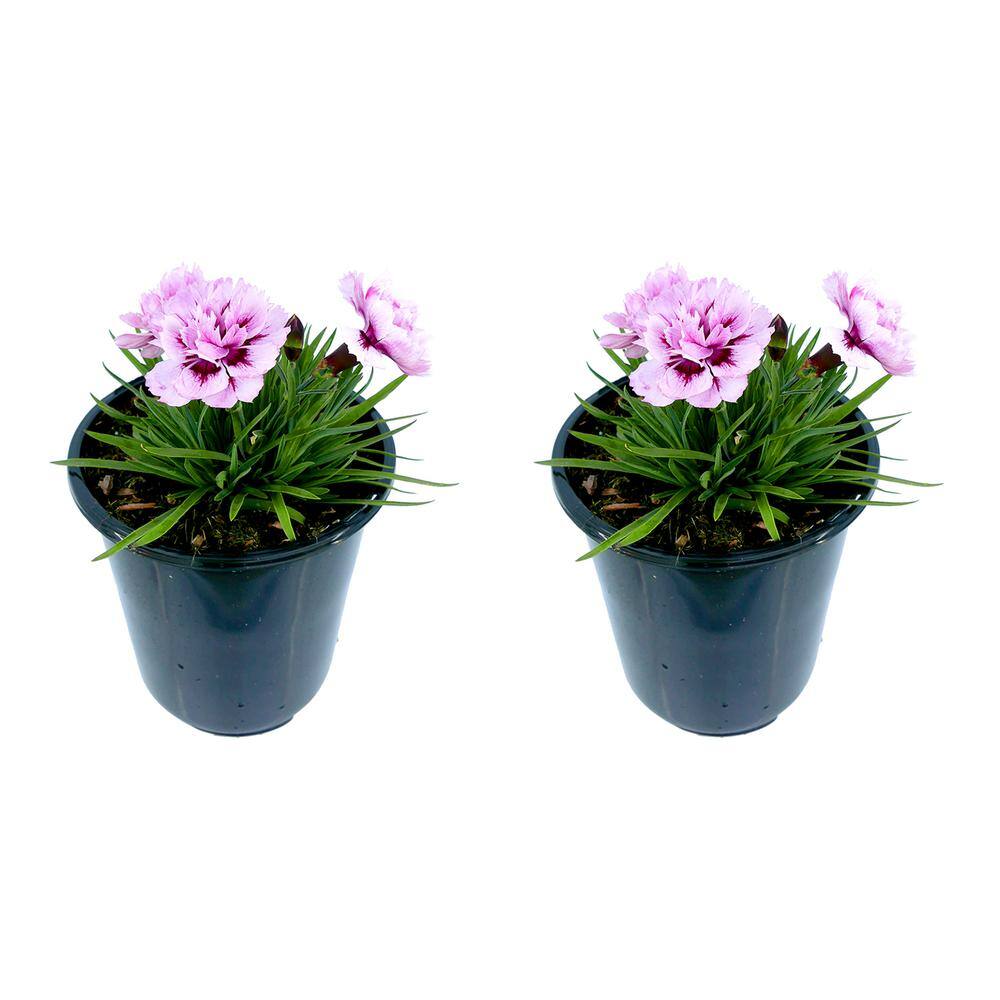 Perennial Carnation Amy 2.5 Qt. – 2-Pack - Hercitys
