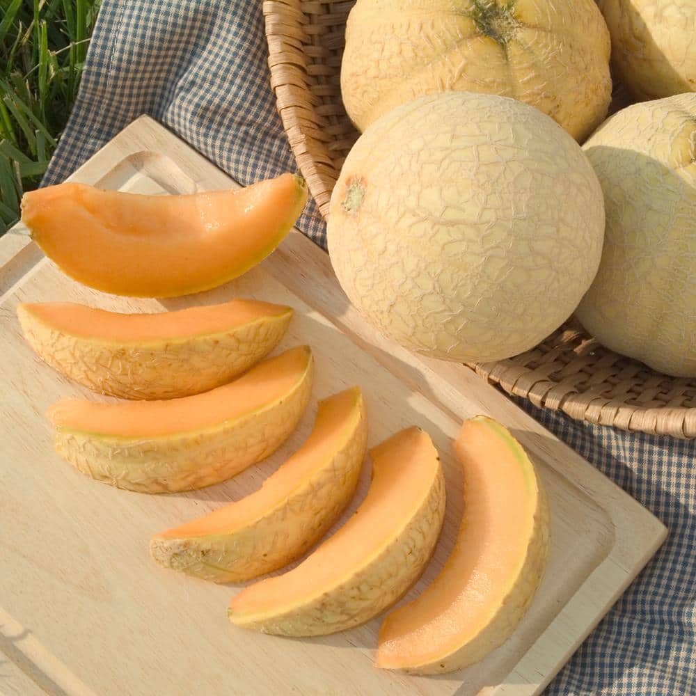 Cantaloupe Li’l Sweet Improved Hybrid (20 Seed Packet) - Hercitys