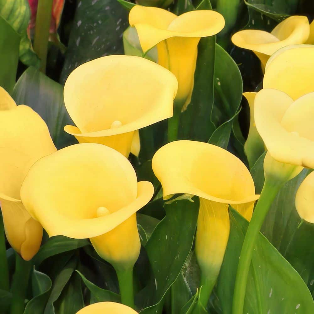 Calla Lily Buffalo Bulb (3-Pack) - Hercitys