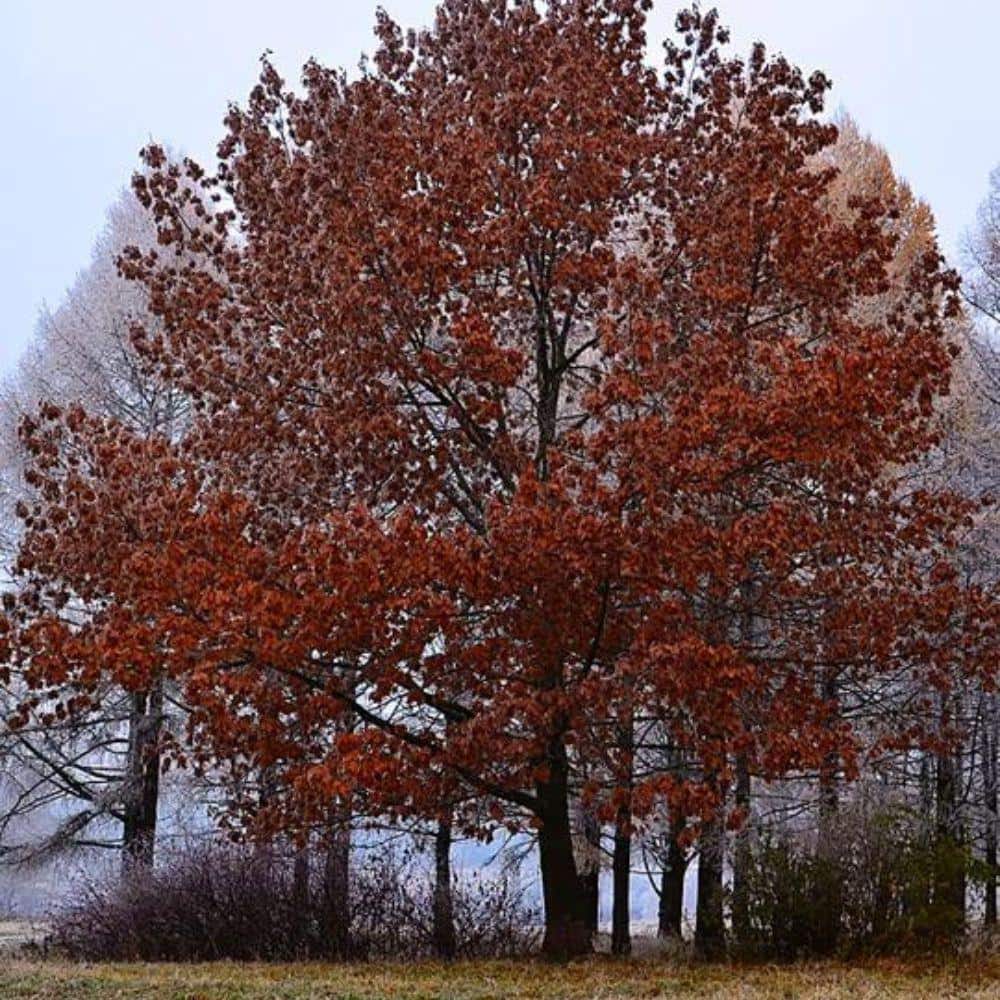 7 Gal. Red Oak Shade Tree - Hercitys