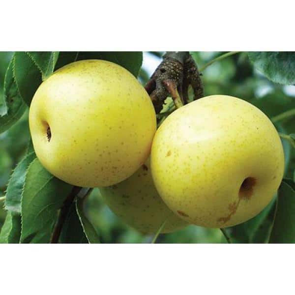 Asian Double-Pear Twist Tree Bare Root - Hercitys