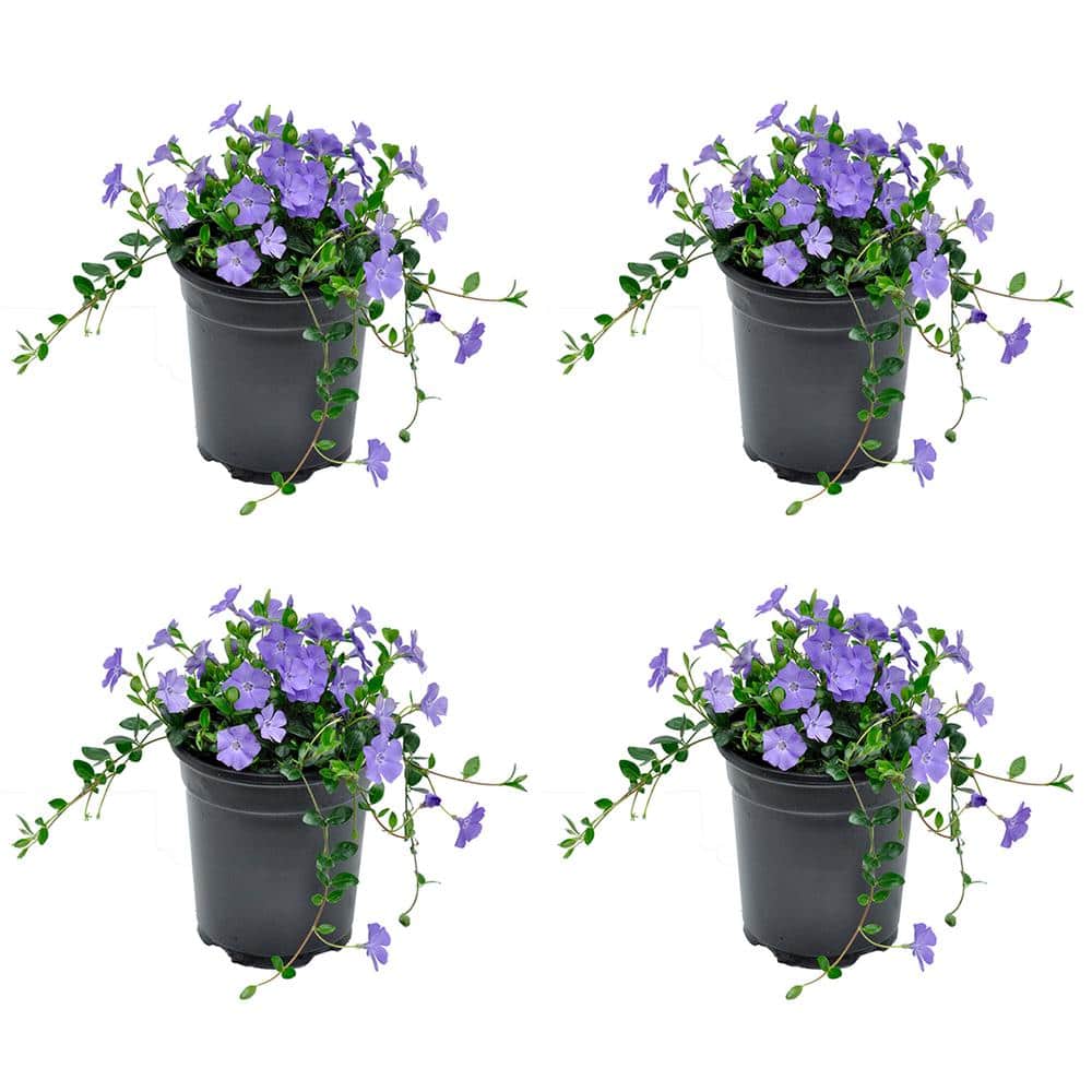 Perennial Vinca Minor Bowles Mauve 2.5 Qt. – 4-Pack - Hercitys