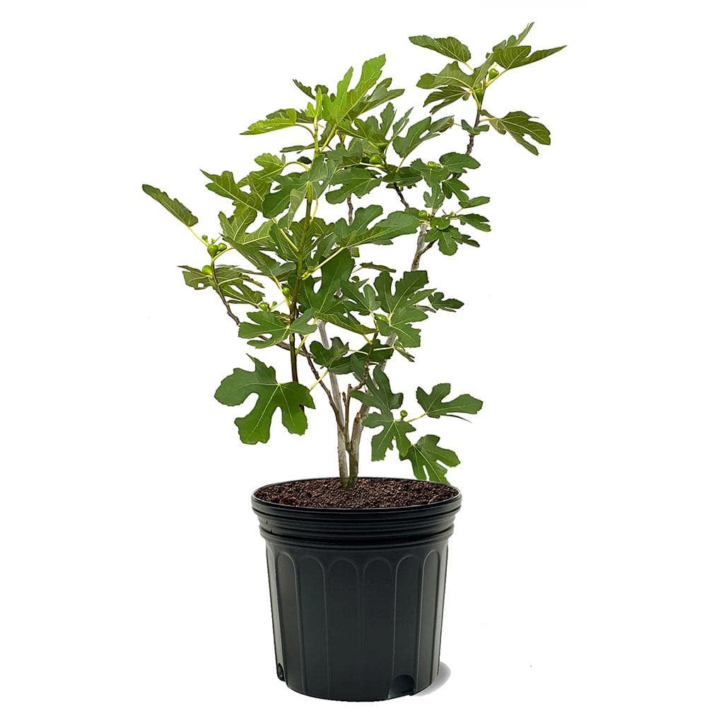 Brown Turkey Fig Plant - Hercitys