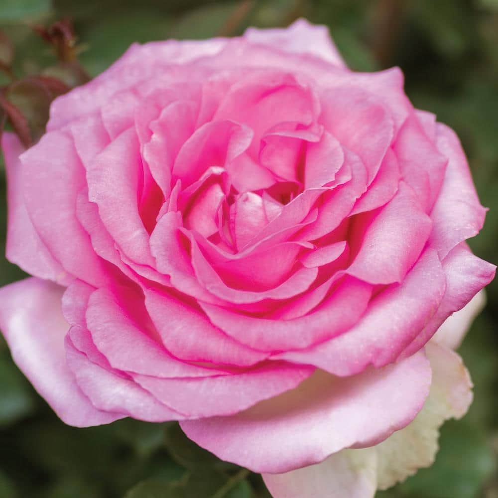 Bareroot Beverly Eleganza Rose Plant with Pink Flowers (2-Pack) - Hercitys