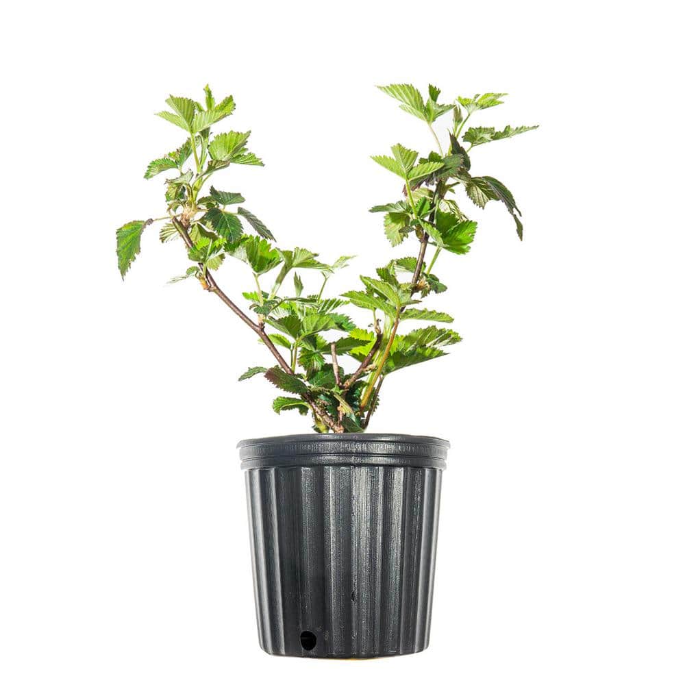 Navaho Blackberry Bush in 1 Gal. Grower’s Pot, Delicious Summer Berries - Hercitys