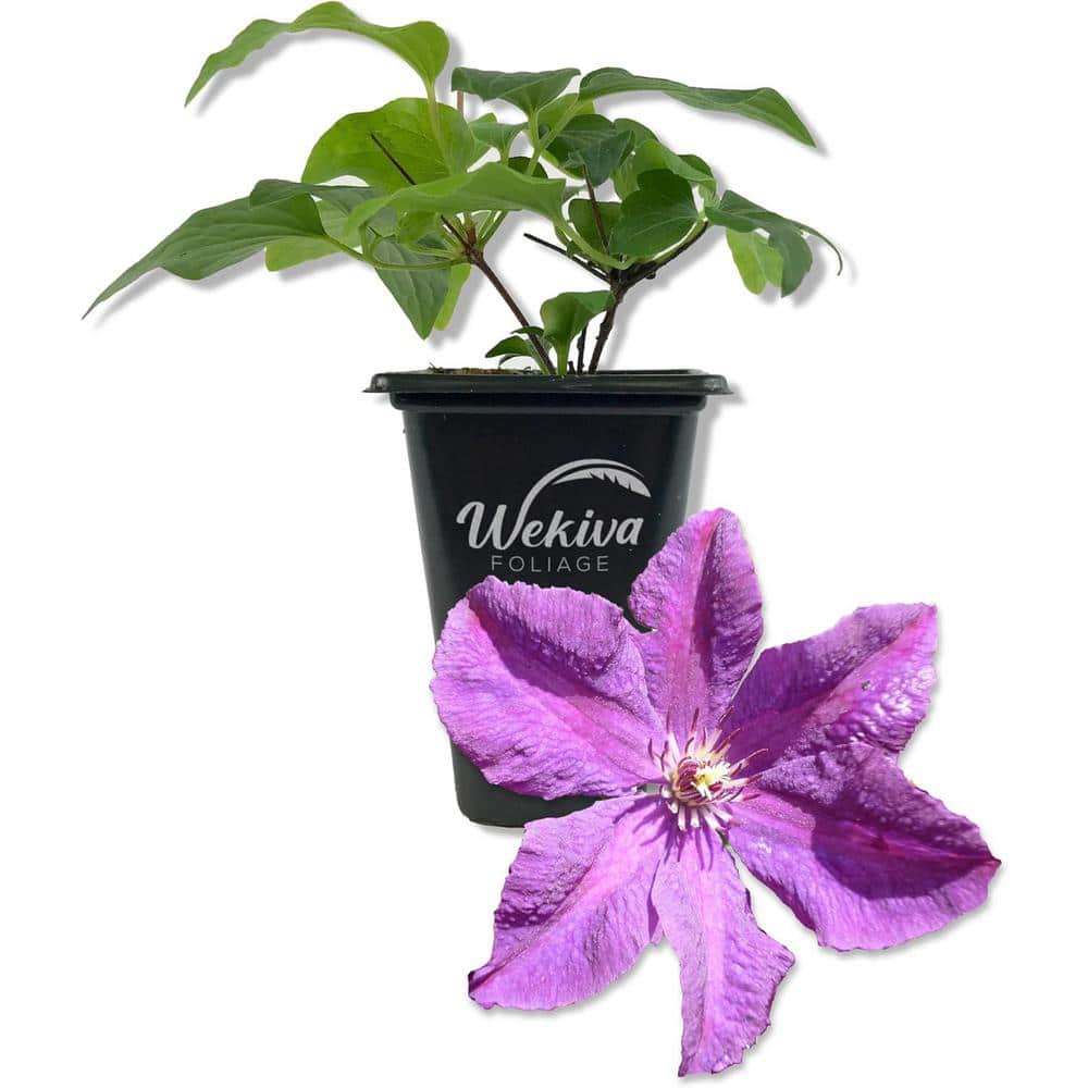 Clematis Etoile Violette-Live Starter Plant in a 2 Inch Growers Pot-Starter Plants-Rare Clematis for Collectors - Hercitys
