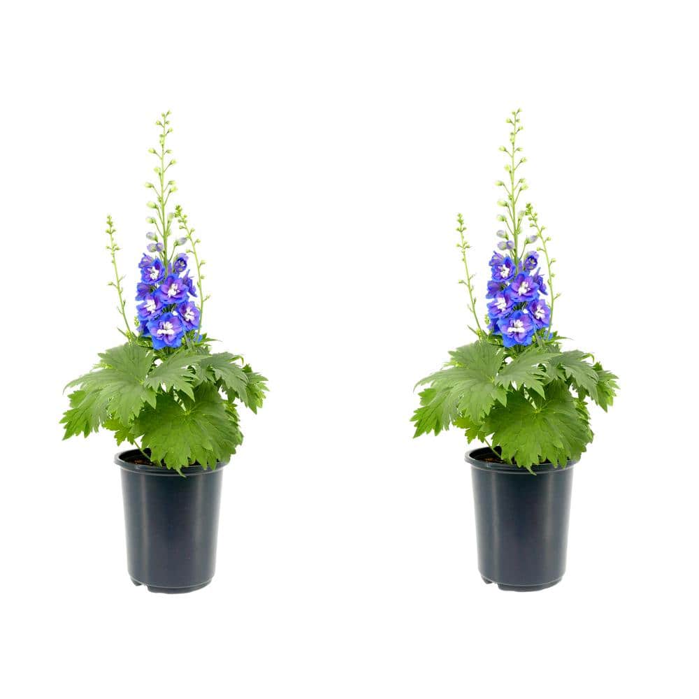 Perennial Delphinium Blue 2.5 qt. (2-Pack) - Hercitys