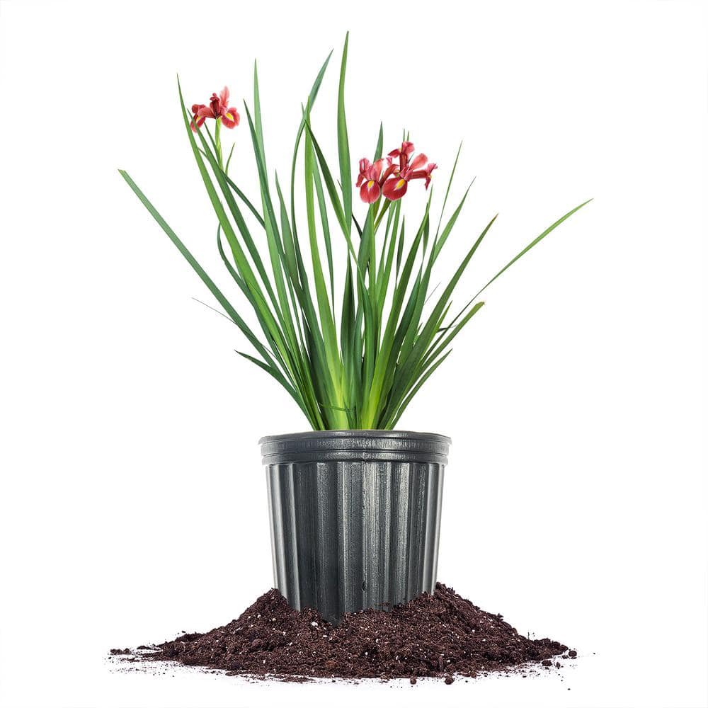 Louisiana Red Velvet Elvis Iris Shrub 1Gal. Growers Pot, Red and Purple Flowering Plant - Hercitys