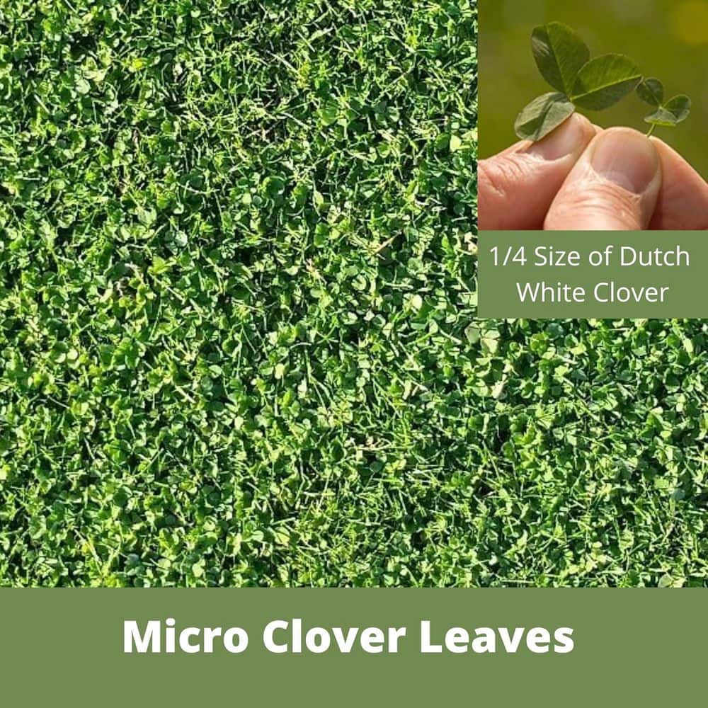 Micro Clover Alternative Grass Seed, Org Coated, Eco-Friendly,Low Growing,Low Mnt,Kraft Pouch, Covers up to 1000 sq. ft. - Hercitys