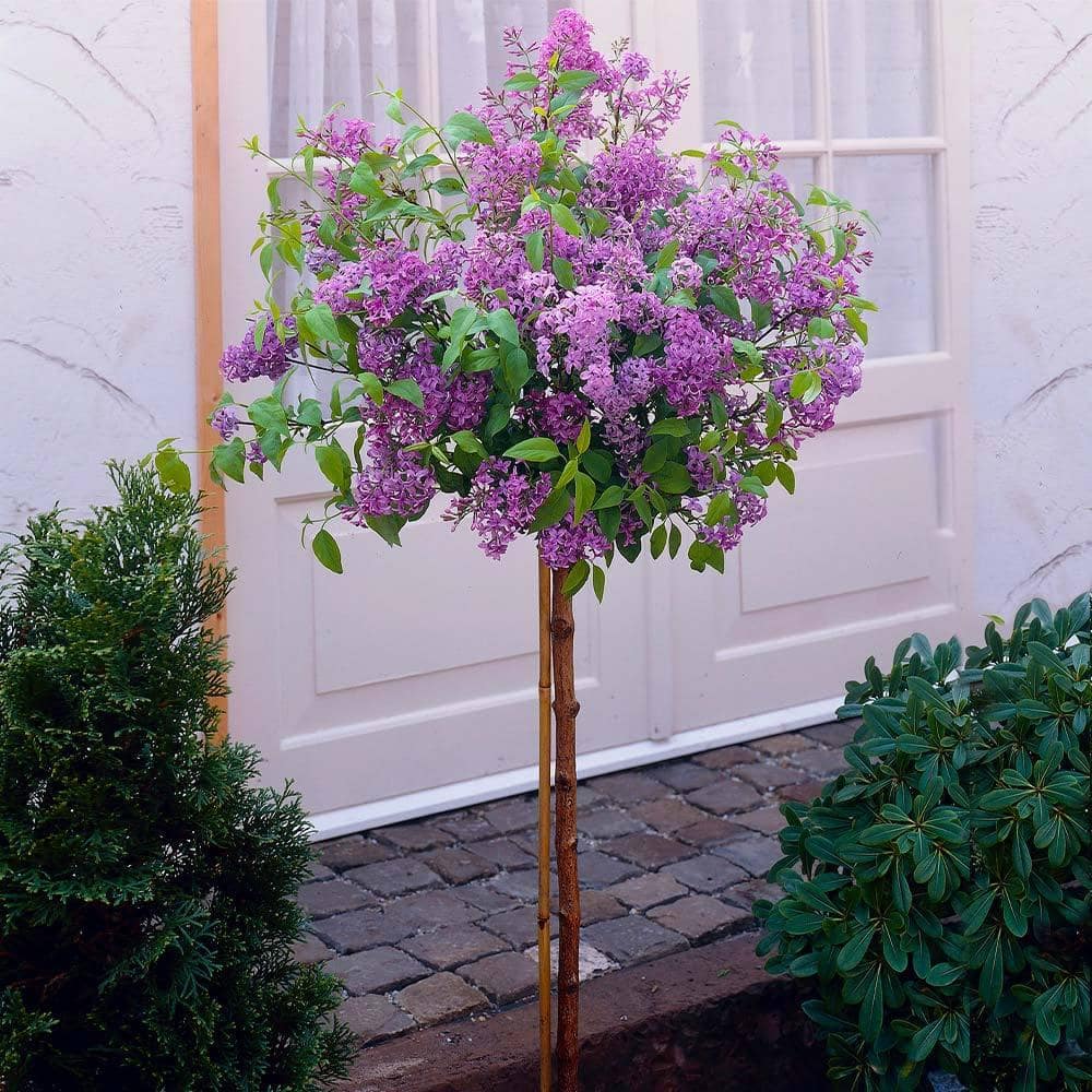 Purple Bloomerang Lilac Tree - Hercitys