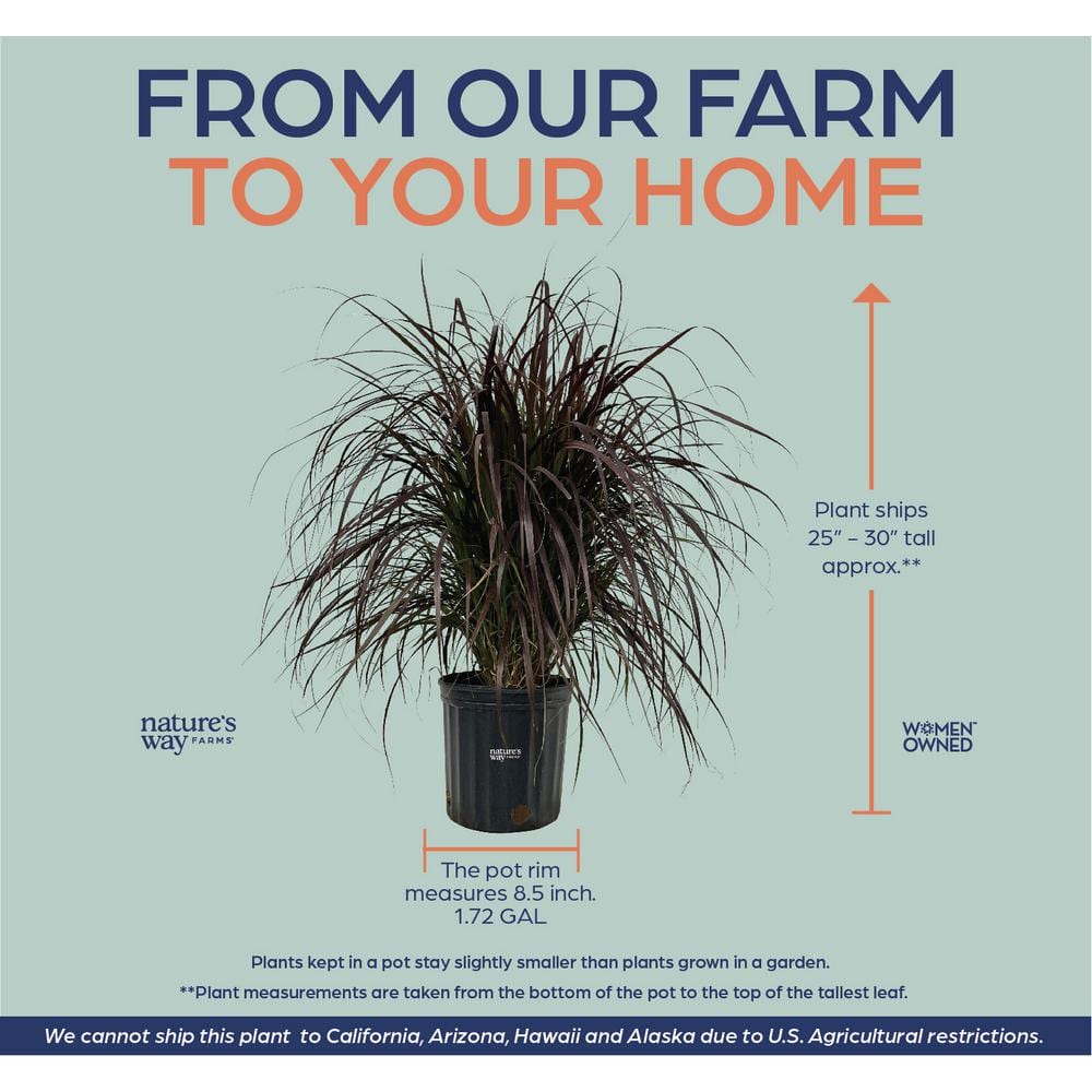 Fountain Grass Red Live Outdoor Plant in Growers Pot Avg Shipping Height 2 ft. to 3 ft. Tall - Hercitys