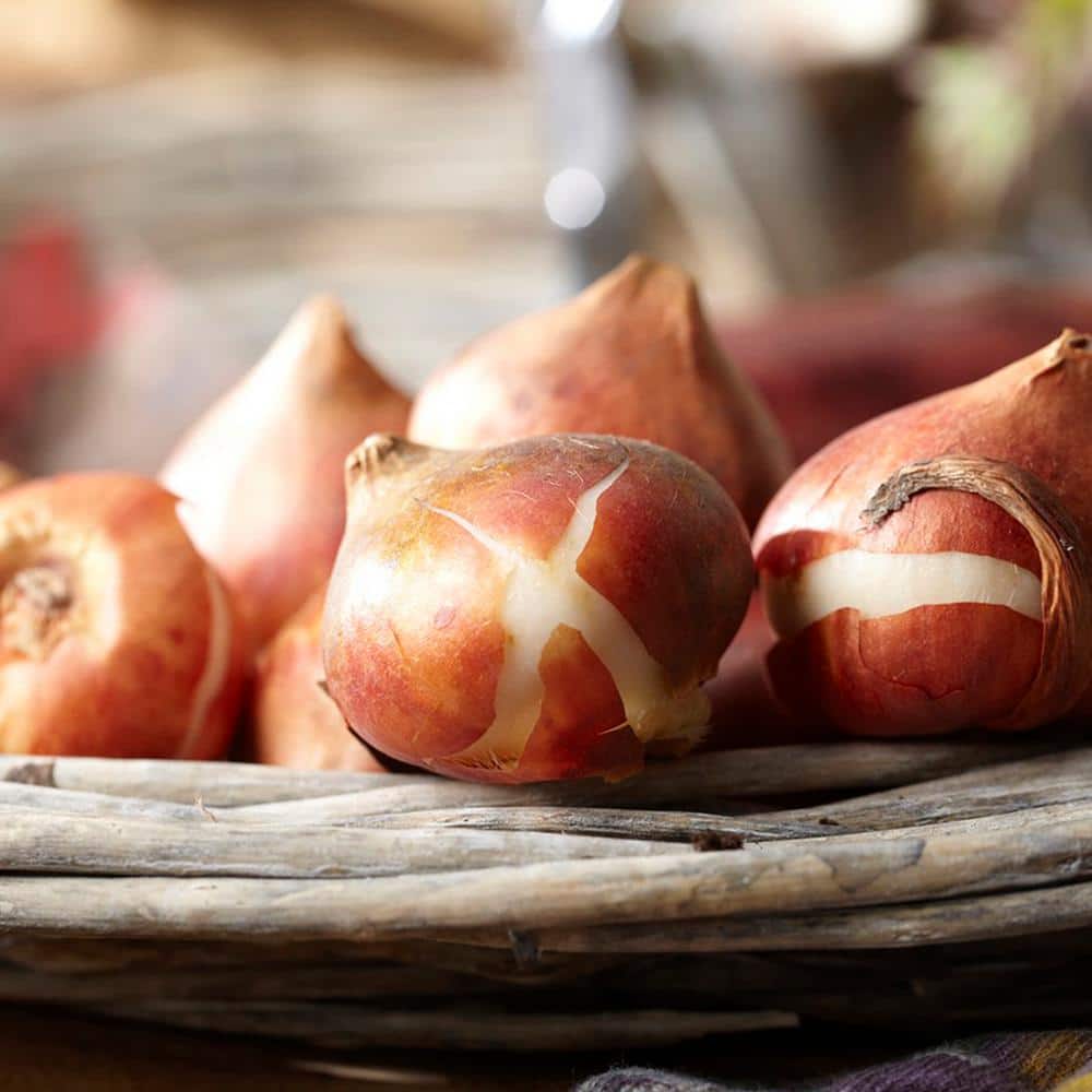 Tulip Mammoth-Sized Bulbs Darwin Hybrid Mixture (15-Pack) - Hercitys