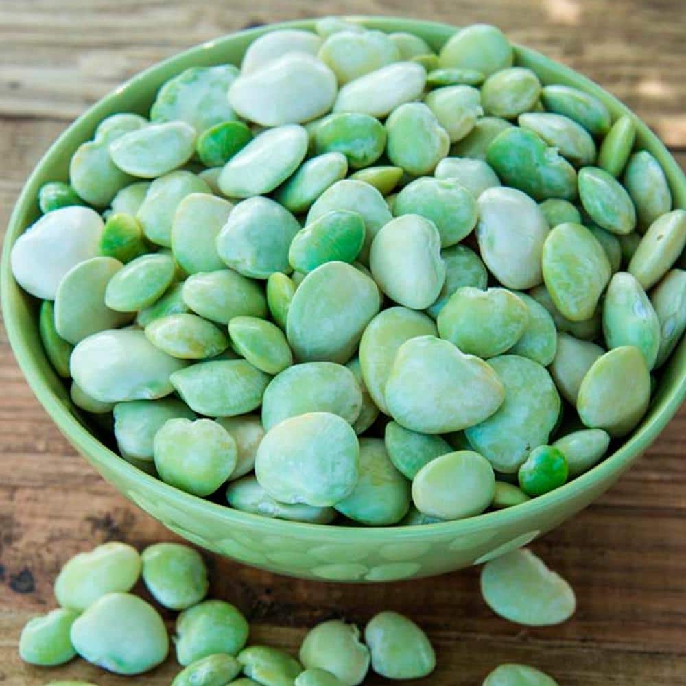Lima Bean Fordhook 242 (2 lb. Seed Packet) - Hercitys