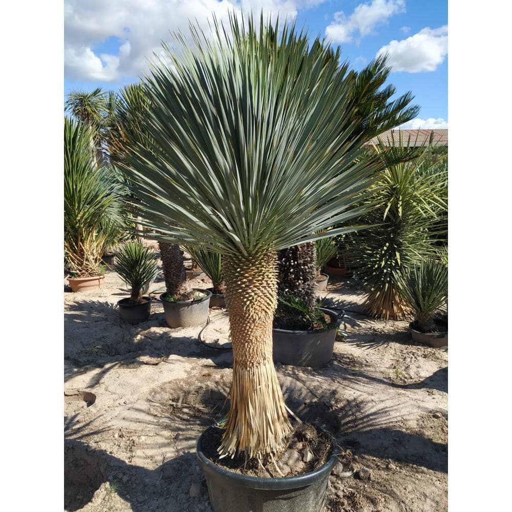 Silver Yucca – Starter Plant in a 4 Inch Growers Pot – Yucca Rostrata – Extremely Rare Outdoor Ornamental Evergreen Tree - Hercitys
