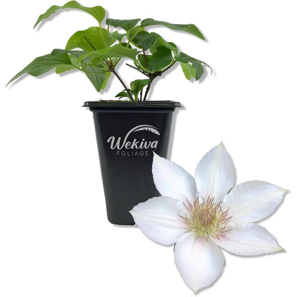 Clematis Corinne-Live Starter Plant in a 2 Inch Growers Pot-Starter Plants Ready for The Garden - Hercitys