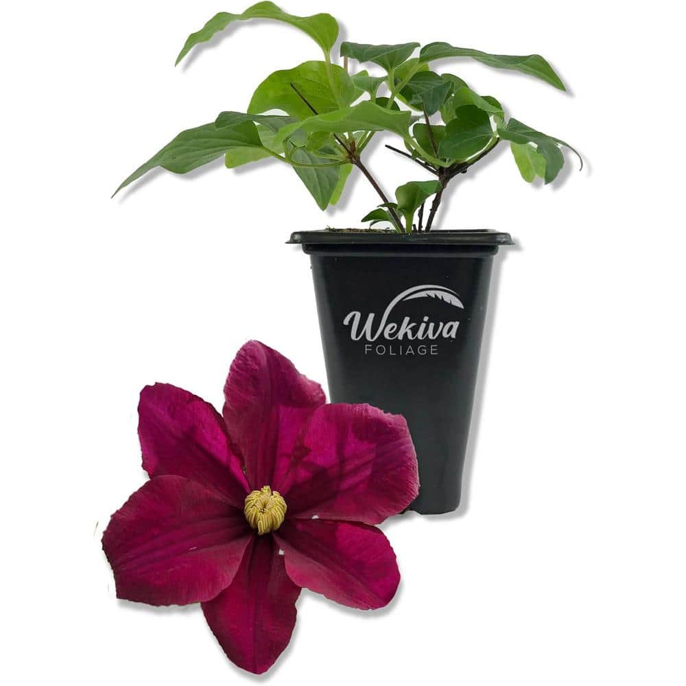 Clematis Warsaw-Live Starter Plant in a 2 Inch Growers Pot-Starter Plants-Beautiful Red Purple Flowering Vine - Hercitys